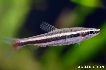 pencil fish|13 Pencilfish Types .
